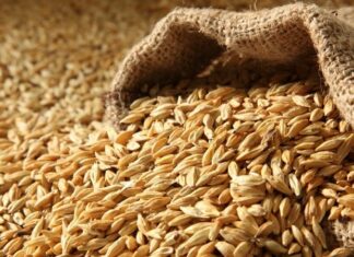 Ячмень польза: химический состав и свойства, сколько на 100 г продукта приходится крахмала, вред для здоровья почек и противопоказания для женщин после 50 лет