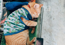 Сухая и мокнущая экзема у кошек: симптомы, лечение в домашних условиях и у ветеринара, препараты, опасность