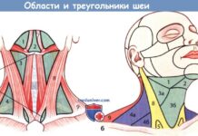 Методы обследования при шишке (образования, припухлости) на шее