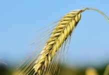 Технология возделывания ячменя: нормы высева 1 га в кг, срок посадки в кемеровской области, как сидерат осенью, недопустимые предшественники и уборка, уход