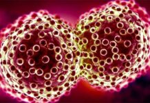 Как передается герпес: все возможные пути передачи