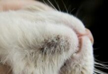 Что делать с акне у кошки | Причины, формы акне, диагностика и лечение