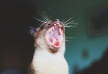 Стоматит у котенка, кота и кошки: симптомы и лечение, опасности, разновидности патологии
