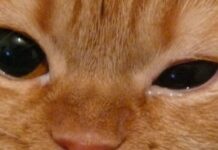 У кота на глазу ячмень: как лечить, причины возникновения