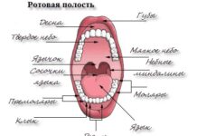 Язвочки на языке. Причины и лечение, фото у взрослых, ребенка, сбоку, на кончике, корне, когда прикусил, белая. Чем лечить, как избавиться