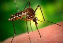 Как замаскировать ячмень на глазу?