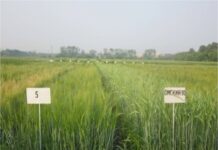 Агротайм; Пивоваренный ячмень или «золотой» фураж?