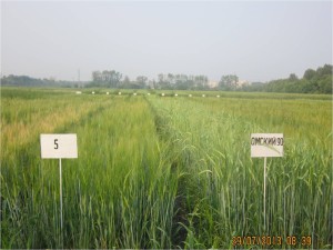 Агротайм; Пивоваренный ячмень или «золотой» фураж?