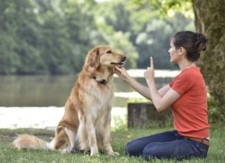 Почему стоит дрессировать собаку?