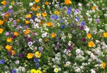 Правила и плюсы покупки семян цветов осенью