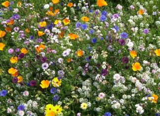 Правила и плюсы покупки семян цветов осенью