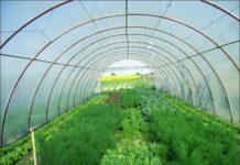 Выращивание зелени — как заработать на 6 сотках