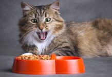 Почему владельцы кошек выбирают и покупают корм Pro Plan