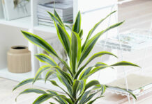 Почему выбирают драцену в квартиру?