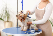 Покупка всего необходимого для деятельности грумеров, а также заточка и ремонт инструментов в магазине ProfShop