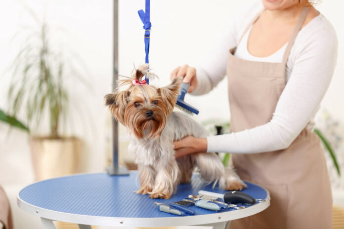 Yorkshire terrier is being brushed by groomer.