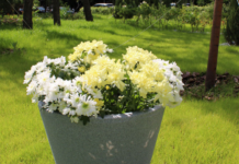 Поиск хороших горшков для растений