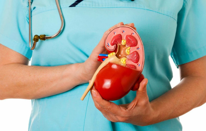 Screenshot 2022-08-27 at 10-36-11 заболеваний почек 2 тыс изображений найдено в Яндекс Картинках