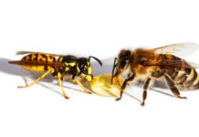 Чем опасны для детей укусы жалящих насекомых, и как действовать, если у ребенка аллергия на них