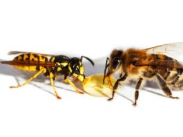 Чем опасны для детей укусы жалящих насекомых, и как действовать, если у ребенка аллергия на них