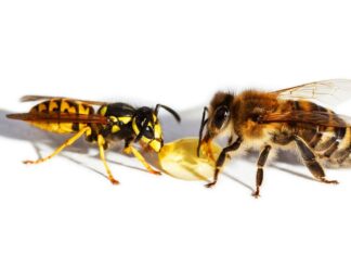 Чем опасны для детей укусы жалящих насекомых, и как действовать, если у ребенка аллергия на них