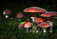 Полезные свойства мухомора