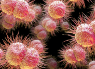 Признаки и симптомы гонореи