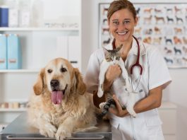 Ветеринарная клиника СПб — Каких животных она принимает?