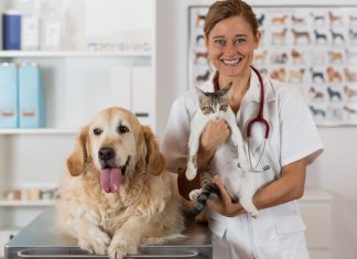 Ветеринарная клиника СПб — Каких животных она принимает?