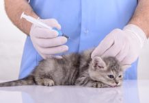 Все о первой вакцинации котенка