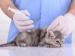Все о первой вакцинации котенка