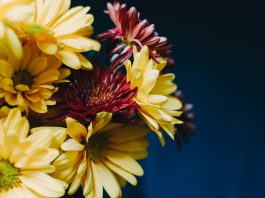 Интересные факты о хризантемах