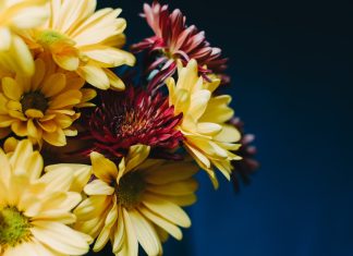 Интересные факты о хризантемах