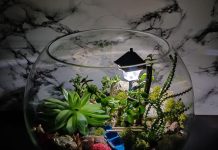 Уход за флорариумом: полезные советы