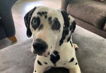 Обаятельные, привлекательные и иногда проблемные: 5 пород собак с голубыми глазами