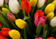 Живые цветы: отличный подарок на праздники!