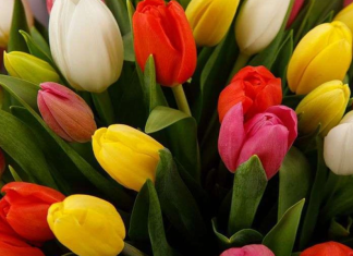 Живые цветы: отличный подарок на праздники!