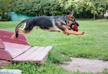 Породы собак-долгожителей: поддержание здоровья