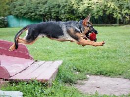 Породы собак-долгожителей: поддержание здоровья