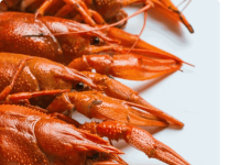 Чем полезно регулярное употребление раков: какие из них считаются лучшими