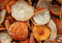 Грибная терапия: для чего используется мухомор