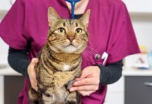 Ветеринарный центр: как часто нужно посещать с питомцем