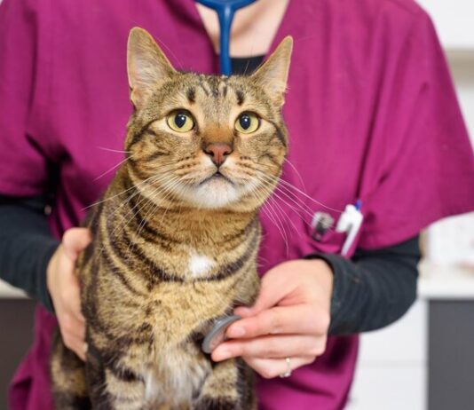 Ветеринарный центр: как часто нужно посещать с питомцем