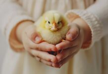 Приобретение бройлерных цыплят для фермы: помощь в выборе