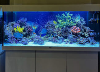 Завести морской аквариум дома: пошаговая инструкция и важные нюансы
