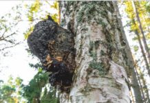 Гриб чага: легендарный источник здоровья и молодости