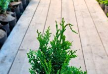 Декоративные растения: виды, уход и применение