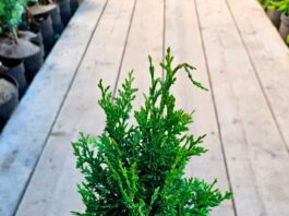 Декоративные растения: виды, уход и применение