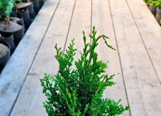 Декоративные растения: виды, уход и применение