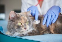 Кастрация: как происходит и нужна ли животному